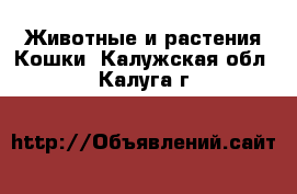 Животные и растения Кошки. Калужская обл.,Калуга г.